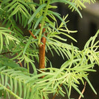 Brussel's Bonsai - Medium Live Bonsai Tree - Image 5