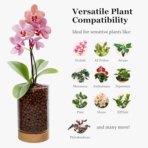 Pot & Pebble C1 Large Glass Orchid Pot, Wood Base - LECA Semi-Hydro Planter - Image 5