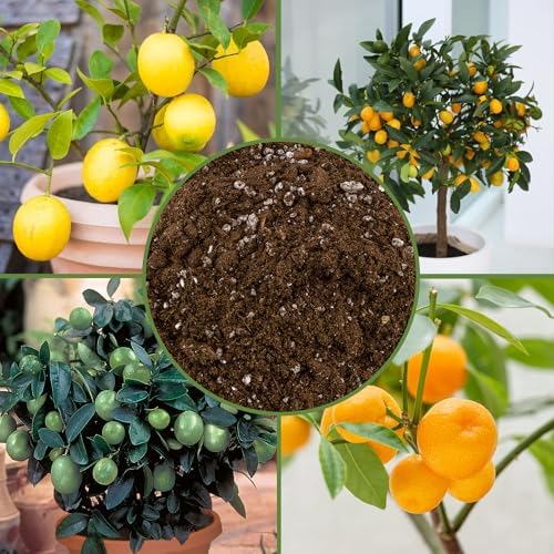 Soil Sunrise Citrus Tree Potting Soil Mix (30 Quarts) Special Blend for Indoor Oranges, Lemons, Limes and More - Image 6