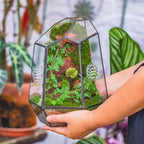 NCYP Closed Geometric Glass Enclosure with Front Opening Door & 2 Vent Holes for Insects, Snail, Moss, Fern - 7.9"x6.9"x9.8" Black Irregular Terrarium - Home Garden Tabletop Decor (No Plants) - Image 6