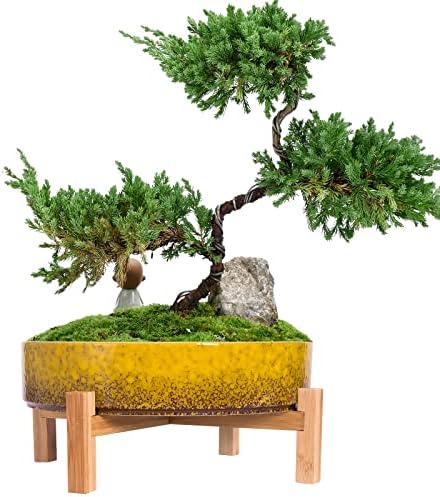 ARTKETTY Bonsai Pots, 11 Inch Large Succulent Pots with Drainage Stand by ARTKETTY