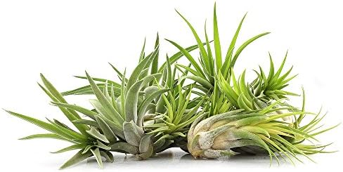 5 Inch Thick Slanted Glass Bowl Terrarium DIY Kit with Beach Sand and 3 Live Tillandsia Ionantha Air Plants - Indoor House Plants for Home and Office Decor - Image 6