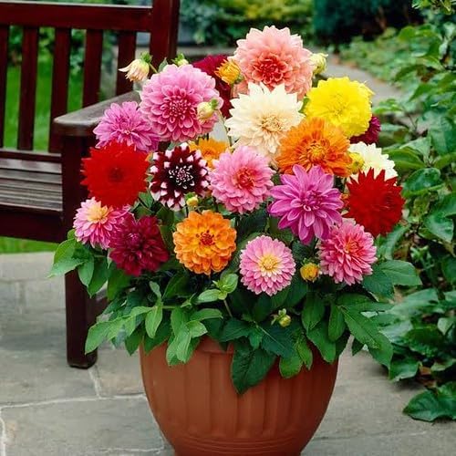 Gardenera Premium Dahlia Potting Soil Mix - Ideal for Growing Vibrant and Healthy Dahlias - 20 Quart - Image 2