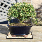 Brussel's Live Harland Boxwood Outdoor Bonsai Tree - 4 Years Old; 8" to 10" Tall with Decorative Container, Humidity Tray & Deco Rock - Image 5