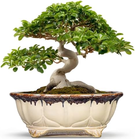 Ceramic Bonsai Pots - 13.2 Inch Succulent Planters for Indoor Plants Outdoor, Bonsai Tree Pots with Drainage Hole, Decorative Shallow Planter, Room Decor, Gifts for Men Women, Oval Beige-Brown by Teagas