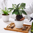 6.5" Ceramic Plant Pots Set of 2, Crisp White Embossed Planters with Saucer - Image 4