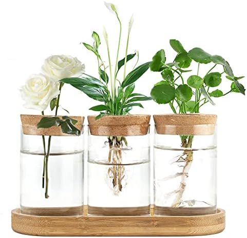 Dahey Plant Propagation Station and Wall Hanging Artificial Plant Eucalyptus for Living Dining Room Nursery Bathroom Bedroom Kitchen Decoration - Image 2