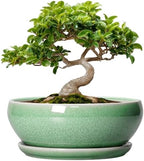 SQOWL Bonsai Planter - 8 Inch Ceramic Succulent Planters for Indoor Plants Outdoor, Shallow Round Planter with Drainage Hole and Saucer, Ceramic Bowl Planters, Home Decor, Birthday Gifts, Green by SQOWL