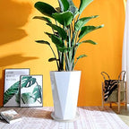 20 Inches White Plant Saucers 3 Packs Heavy-Duty Plastic Plant Trays for X-Large Bonsai Pot Fits Pot Bases up to 18 Inches, Large Water Catcher Trays for Indoor & Outdoor Use. - Image 4