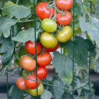 46" Height 12" Width 2PCS Green Square Folding Tomato Cage,Plant Support Stake Tower - Image 5