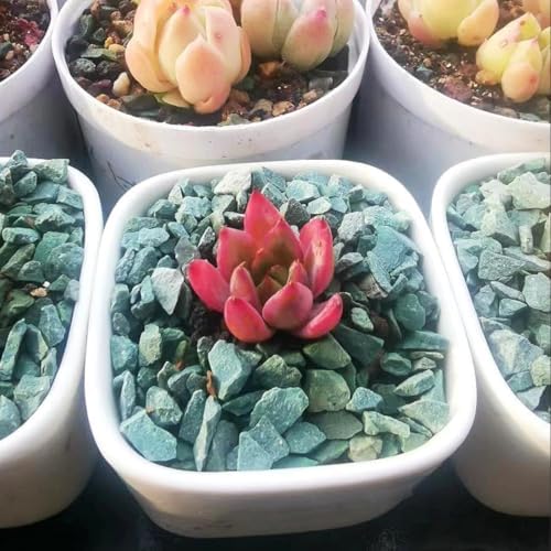 YISZM Succulents and Cactus Green Zeolite Rocks, Decorative Stones Pebbles for Indoor Plants, Bonsai, Fairy Gardening, Vases Fillers, Terrarium, 10lb - Image 5
