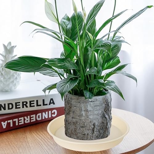 4 Pack of 14 inch Plant Saucers Bird Bath Bow Round, Plastic Plant Saucer Tray for Pots, White Planters for Indoor Plants, Plant Trays for Planter 12-15" (14", Beige) - Image 7
