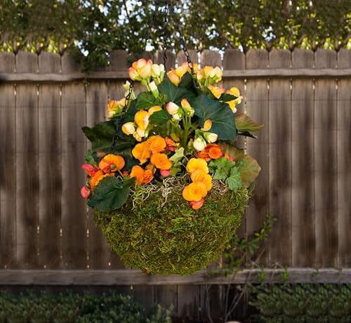 SuperMoss (29320) MossWeave Hanging Basket | Outdoor Hanging Planter with Moss | Decorative Plant Hanger for Porch, Balcony, Garden & Home Décor, Round, Set of 3 (S/M/L), Green - Image 3