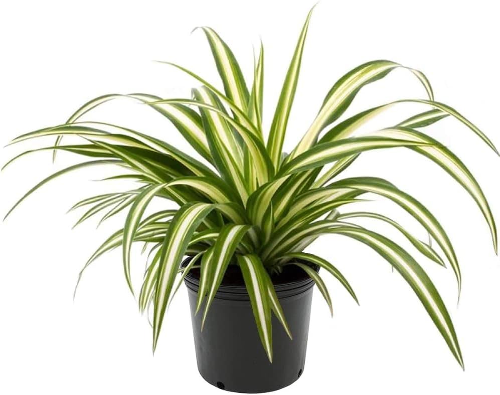 Premium Spider Plant Potting Mix by GARDENERA - Ideal Soil Blend for Repotting and Growing Spider Plants (5 Quart) - Image 2