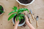 Gardenera Mango Tree Potting Mix - Unlock Robust Growth and Succulent Mangoes with Our High-Performance Formula - 20 Quart - Image 2