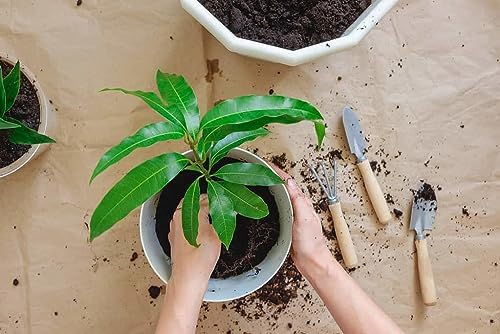Gardenera Mango Tree Potting Soil - All-Natural Blend for Thriving Mango Trees - Boosts Root Health and Delicious Harvests - 10 Quart - Image 2