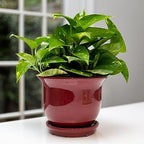 Garden & Home Red 8 Inch Indoor Ceramic Plant Pot with an Attached Saucer and Drainage Hole for House Plants, Herbs, Flowers, Succulent Plants, Snake Plants, Gifts for Mom by Unknown