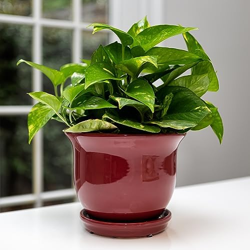 Garden & Home Red 8 Inch Indoor Ceramic Plant Pot with an Attached Saucer and Drainage Hole for House Plants, Herbs, Flowers, Succulent Plants, Snake Plants, Gifts for Mom by Unknown