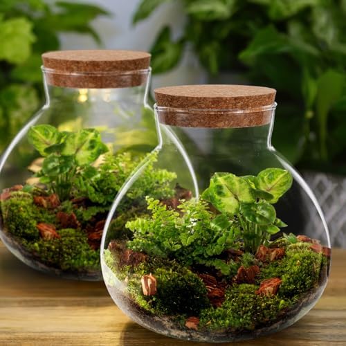 Alasum Glass Terrarium Bottle with Cork Lid Round DIY Empty Bottle for Micro Landscape Creations Plant Terrarium Moss Crafts Home Decor Accent 6.29 X 5.90 X 5.90 in - Image 2