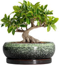 Bonsai Pots 10 Inch - Ceramic Pots for Plants Indoor Outdoor, Succulent Pot with Drainage Hole and Saucer, Large Bonsai Planter, Round Shallow Planter, Office Decor, Gardening Gift, Green by EPFamily