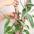Treleaf Zella Grande Extension Kit - Wooden Extendable Plant Trellis (2 Extensions) for Indoor Climbing Houseplants - Modular Plant Support - Image 4