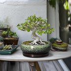 Bonsai Pots 10 Inch - Ceramic Pots for Plants Indoor Outdoor, Succulent Pot with Drainage Hole and Saucer, Large Bonsai Planter, Round Shallow Planter, Office Decor, Gardening Gift, Green - Image 3