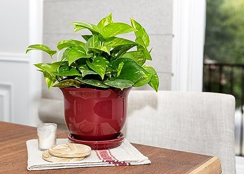 Garden & Home Red 8 Inch Indoor Ceramic Plant Pot with an Attached Saucer and Drainage Hole for House Plants, Herbs, Flowers, Succulent Plants, Snake Plants, Gifts for Mom - Image 2