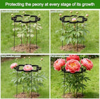 25" Peony Cages and Supports Elegant Modern Flower Support Stakes - Image 4