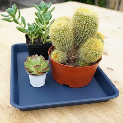 VUWEZ 2 Pack Plant Growing Nursery 1020 Trays, Plant Saucer Tray, Heavy Sturdy Seed Starting Trays, Plant Starter Trays for Indoors No Holes, Seed Starter Growing Tray (22"x11.2", Blue) - Image 7