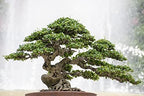 Premium Bonsai Soil Potting Mix by Gardenera - Optimal Balance for Healthy Bonsai Growth and Nutrient Retention - 4 Quart - Image 3