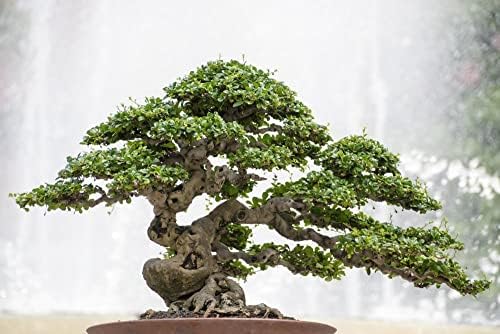 Premium Bonsai Soil Potting Mix by Gardenera - Optimal Balance for Healthy Bonsai Growth and Nutrient Retention - 4 Quart - Image 3