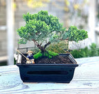 Live Dwarf Juniper Bonsai Tree About 6 Years Old with Cute Ceramic Fisherman | Juniper Bonsai Tree | Indoor/Outdoor | 100% Handcrafted| Home and Office Décor | Best Gift for Holiday - Image 5