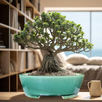 MUZHI 2pcs Green Ceramic Bonsai Planter Pots with Bamboo Tray 6.2 “ & 5.3”, Rectangular Glazed Bonsai & Succulent Cactus Starter Pot with Drainage Ice Crack Design (Crackle Glazed 9") - Image 6