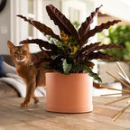 Bloem Mathers 8" Modern Plastic Planter, Muted Terra Cotta, 4-Pack - Image 2