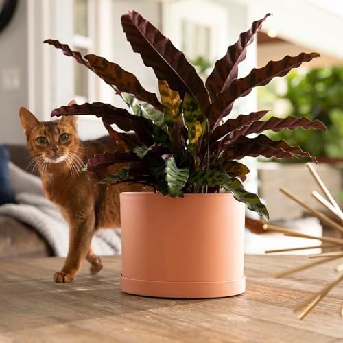 Bloem Mathers 8" Modern Plastic Planter, Muted Terra Cotta, 4-Pack - Image 2