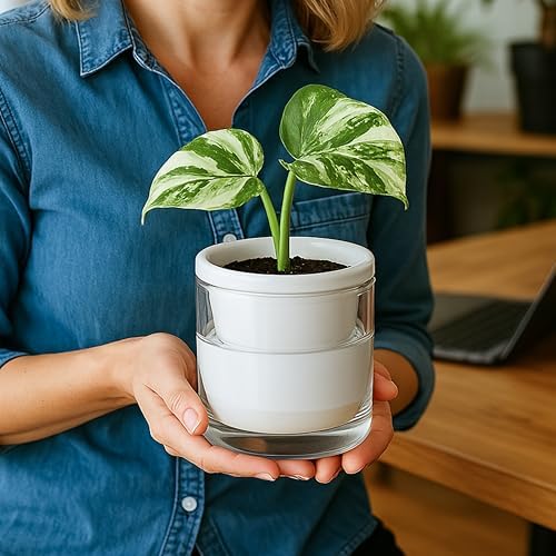 D'vine Dev Self-Watering White Terracotta Planter, 4 in, 4-Pack, 37-Z-A-2-F - Image 5