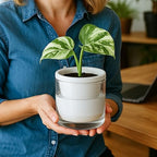 D'vine Dev Self-Watering White Terracotta Planter, 4 in, 4-Pack, 37-Z-A-2-F - Image 5