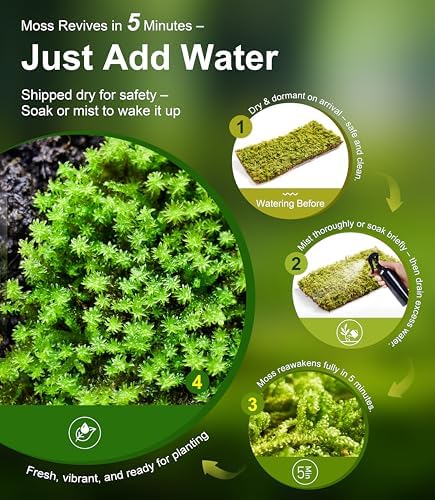 Live Moss – Leucobryum Moss (2 Sheets, Each Approx. 3.5"x7") for Terrariums, Bonsai, Potted Plants & Natural Moss Art – Cushion-Style Texture, Naturally Grown, Reusable, Not Artificial - Image 3
