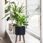 D'vine Dev Planter Pot with Wood Stand, 8 in, Matte Black, 88-Z-A-2 - Image 2