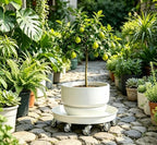 SIAMO 20" Heavy Duty Plant Caddy (570lbs Capacity)-Lockable Non-Scratch Swivel Casters All-Weather Rolling Plant Stand Saucer for Large Ceramic Planters & Heavy Trees,White,1-Pack - Image 5