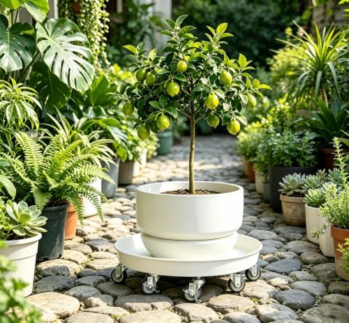 SIAMO 20" Heavy Duty Plant Caddy (570lbs Capacity)-Lockable Non-Scratch Swivel Casters All-Weather Rolling Plant Stand Saucer for Large Ceramic Planters & Heavy Trees,White,1-Pack - Image 5