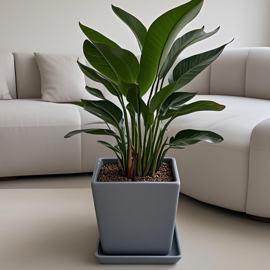 Square Plant Saucer 10 Inch 1 Pack，Plant Trays for Pots, Gray Ceramic Plant Saucers for Indoors Outdoors, Plant Drip Tray 4 6 8 10 12 14 Inch - Image 5