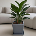 Square Plant Saucer 10 Inch 1 Pack，Plant Trays for Pots, Gray Ceramic Plant Saucers for Indoors Outdoors, Plant Drip Tray 4 6 8 10 12 14 Inch - Image 5