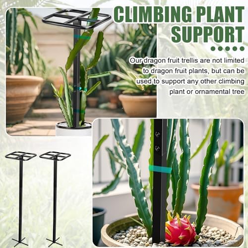 MorningRo 2 Pack 12 x 48 Inch Dragon Fruit Trellis Adjustable Garden Metal Plant Climbing Support with Wide Stretch Ties for Outdoor Vertical Gardens Vining Plants - Image 4