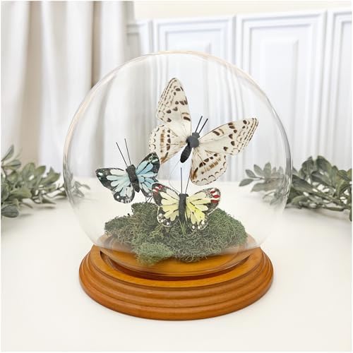 Plymor 5" x 6" Glass Display Dome Globe Cloche (Oak Veneer Base) - Image 2