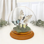 Plymor 5" x 6" Glass Display Dome Globe Cloche (Oak Veneer Base) - Image 2