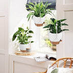Vanslogreen Hanging Planters for Indoor Outdoor Plants, 12 Inch Self Watering Hanging Pot with Drainage Holes & Removable Tray, Macrame Plant Hanger for Boho Home Decor (Ivory+White)(Ivory+White) - Image 6