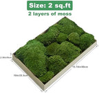 TurelinnG Preserved Moss Decor - Real Forest Moss, Moss for Crafts, Flexible for DIY Crafts, Home, Wall, Terrarium, Art Projects(Natural Green 2 sq.ft) - Image 2