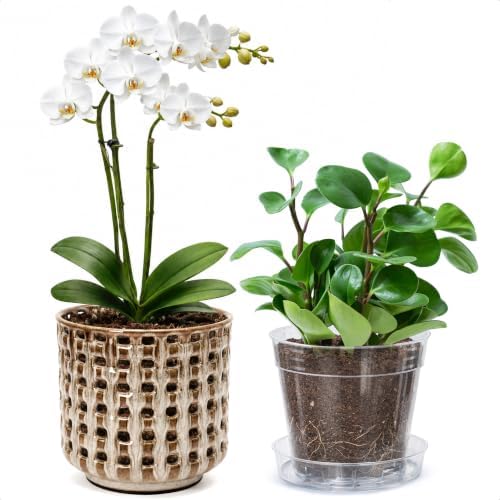 D'vine Dev 6.7 Inch Ceramic Orchid Planter with Lattice Cutout Design, Glazed Cachepot with Clear Nursery Pot & Detachable Saucer for Orchids and Indoor Plants, Stone Taupe, 28-A-Y-7 by DvineDevPlanterPotsandStand
