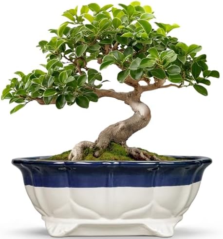 11 Inch Succulent Planters - Ceramic Bonsai Pots with Drainage Hole, Bonsai Planter for Indoor Outdoor Plants, Large Shallow Planter, Patio Garden Decor, Gifts for Plant Lover, Oval Beige-Blue by Teagas